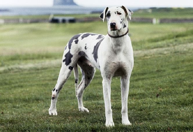 Nguồn gốc của giống chó cao nhất thế giới - Ảnh 2.