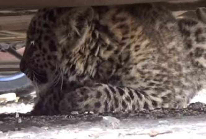 Giải cứu báo tuyết khỏi bãi đậu xe ở Ấn Độ - Ảnh 1.