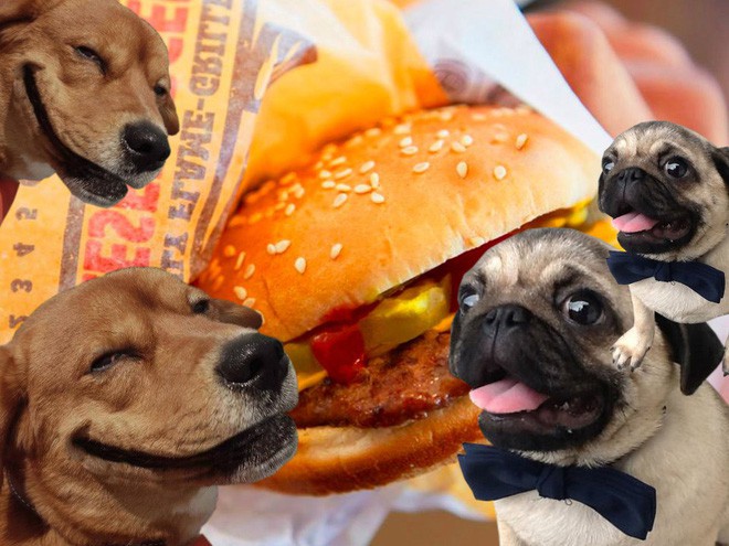 Twitter của Burger King đăng toàn thứ ngớ ngẩn trong nhiều giờ, nghi là chiêu trò quảng cáo đồ ăn cho chó - Ảnh 3.