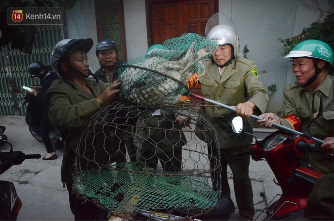 Hà Nội: Người đàn ông buồn rầu khi con chó của gia đình bị đội bắt chó thả rông cho vào lồng sắt, đưa về trụ sở phường - Ảnh 7.