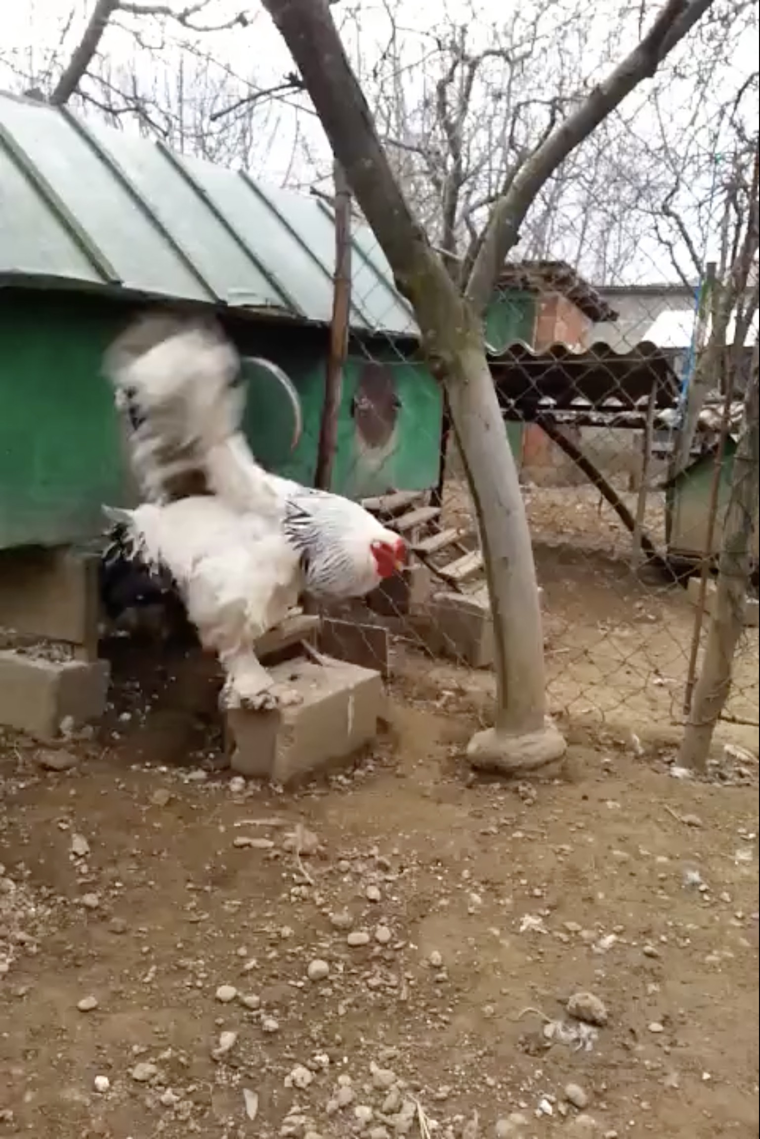 Gặp gỡ anh đại của họ hàng gà: To khủng khiếp đến khó tin, nay đã yên bề gia thất với 2 cô gà mái - Ảnh 3.