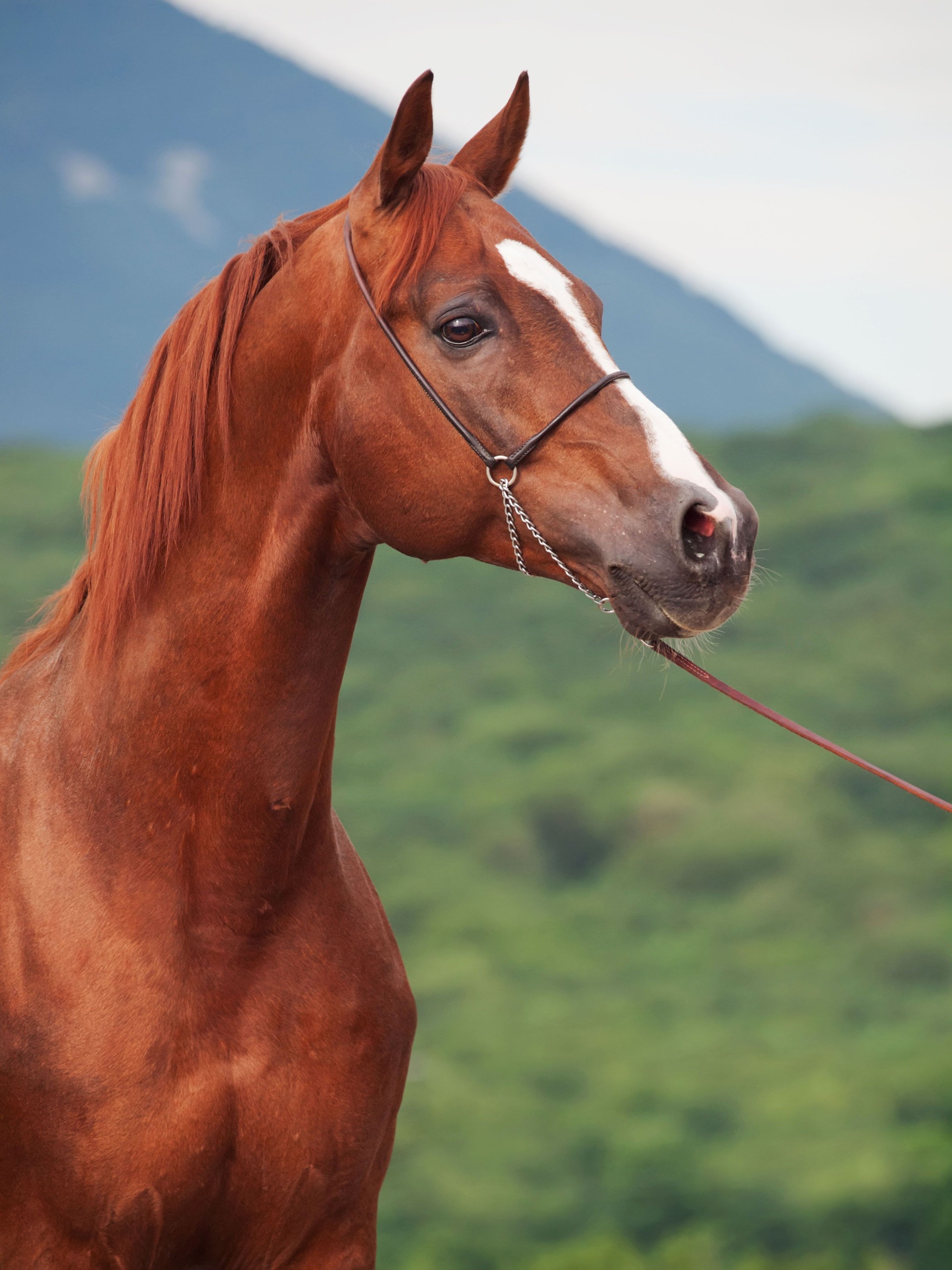 Tổng hợp hình ảnh hình nền con ngựa đẹp sinh động nhất