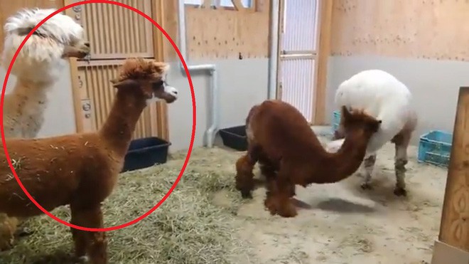Bị cắt t&oacute;c đụng h&agrave;ng, 2 con lạc đ&agrave; cừu lao v&agrave;o vật nhau dữ dội - Ảnh 2.