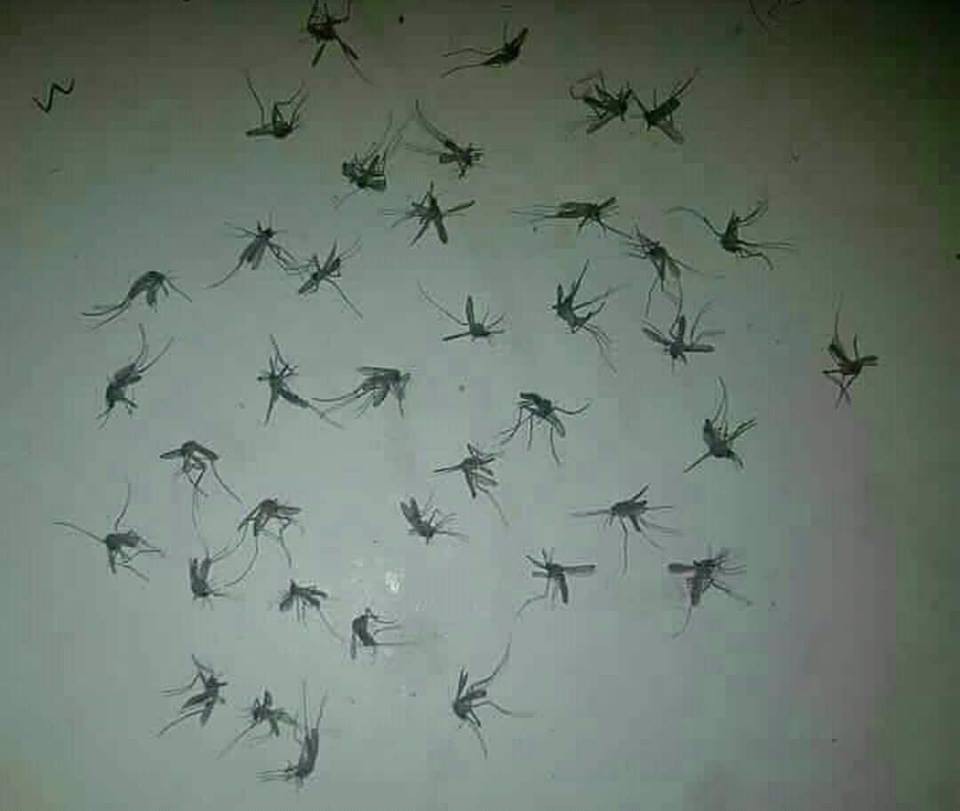 Khi bạn rảnh v&agrave; hối hận v&igrave; đ&atilde; s&aacute;t sinh lo&agrave;i động vật đ&aacute;ng gh&eacute;t nhất h&agrave;nh tinh n&agrave;y: muỗi - Ảnh 1.