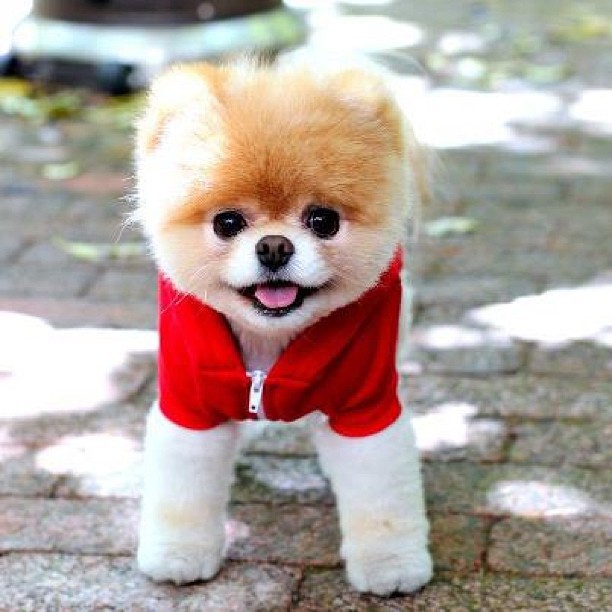 Danh s&aacute;ch &ldquo;rich pet&rdquo; gi&agrave;u c&oacute; nhất thế giới: Sở hữu t&agrave;i sản h&agrave;ng trăm triệu đ&ocirc;, ăn đứt cả sao Hollywood - Ảnh 11.