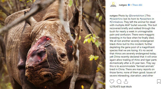 Bức ảnh Chú tê giác cụt sừng với đôi mắt buồn dậy sóng trên truyền thông quốc tế và câu chuyện đau lòng phía sau - Ảnh 1.