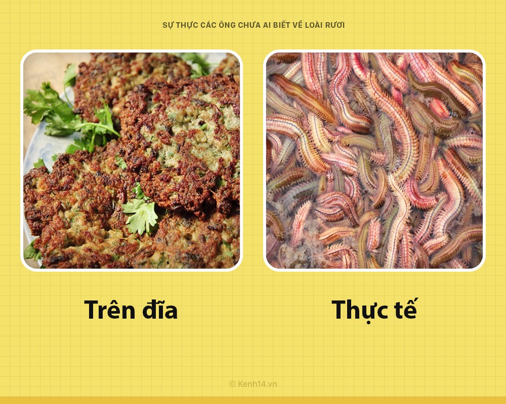 Xin chào! Tôi là rươi đây nhưng ngoài những lúc trên bàn nhậu, các ông đã biết gì về tôi chưa? - Ảnh 1. Xin chào! Tôi là rươi đây nhưng ngoài những lúc trên bàn nhậu, các ông đã biết gì về tôi chưa? - Ảnh 1.