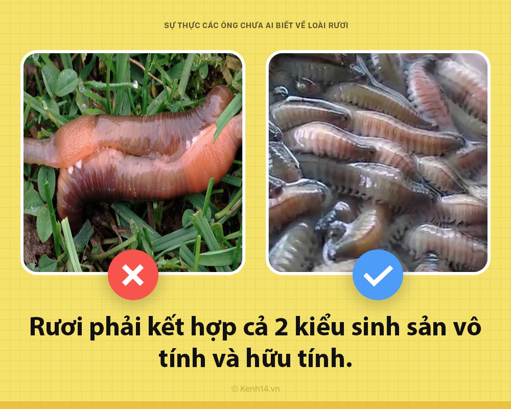 Xin chào! Tôi là rươi đây nhưng ngoài những lúc trên bàn nhậu, các ông đã biết gì về tôi chưa? - Ảnh 2. Xin chào! Tôi là rươi đây nhưng ngoài những lúc trên bàn nhậu, các ông đã biết gì về tôi chưa? - Ảnh 2.