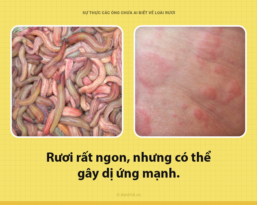 Xin chào! Tôi là rươi đây nhưng ngoài những lúc trên bàn nhậu, các ông đã biết gì về tôi chưa? - Ảnh 4. Xin chào! Tôi là rươi đây nhưng ngoài những lúc trên bàn nhậu, các ông đã biết gì về tôi chưa? - Ảnh 4.