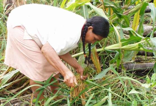 Bộ tộc khỏe nhất thế giới hiện nay đang dần... bớt khỏe hơn vì lý do này - Ảnh 3.