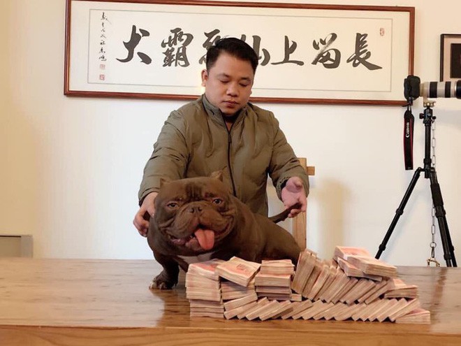 Chú chó trị giá 2,6 tỷ đồng mà đại gia Biên Hòa lặn lội sang Trung Quốc mua bằng được là giống cơ bắp siêu khủng, đắt nhất thế giới - Ảnh 2.