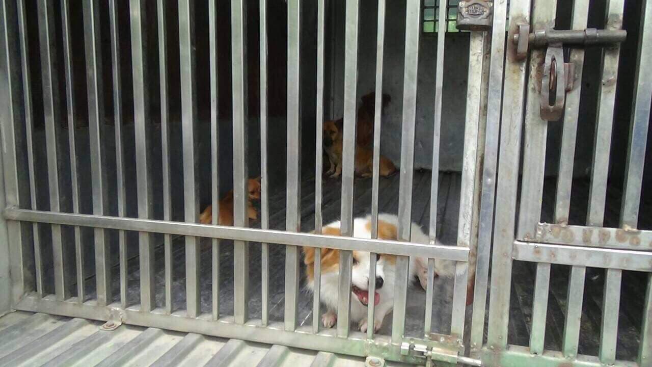 Hàng chục con chó thả rông ở trung tâm Sài Gòn bị “tóm” trong 4 tháng cuối năm - Ảnh 1. Hàng chục con chó thả rông ở trung tâm Sài Gòn bị “tóm” trong 4 tháng cuối năm - Ảnh 1.
