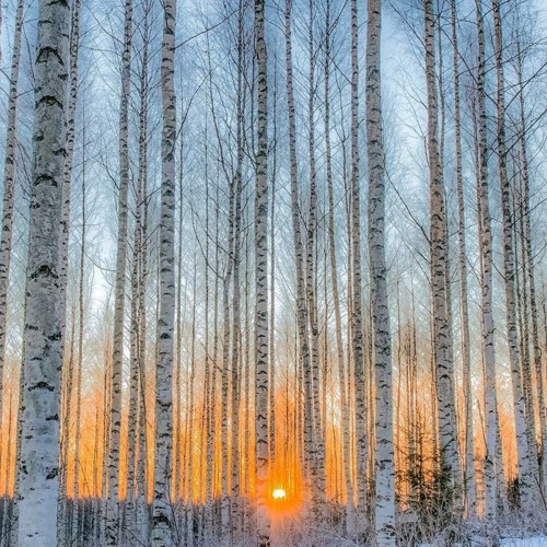 Những bức ảnh chứng minh khu rừng cổ tích ở Phần Lan là có thật - Ảnh 2.