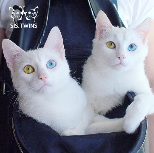 Bạn đang tìm kiếm một bức ảnh ngộ nghĩnh về mèo sinh đôi? Hãy xem qua hình ảnh này với những chú mèo con đáng yêu và tìm hiểu cảm giác khi nhìn thấy sự đoàn tụ ấm áp của chúng. Hứa hẹn sẽ mang đến cho bạn nhiều tiếng cười.