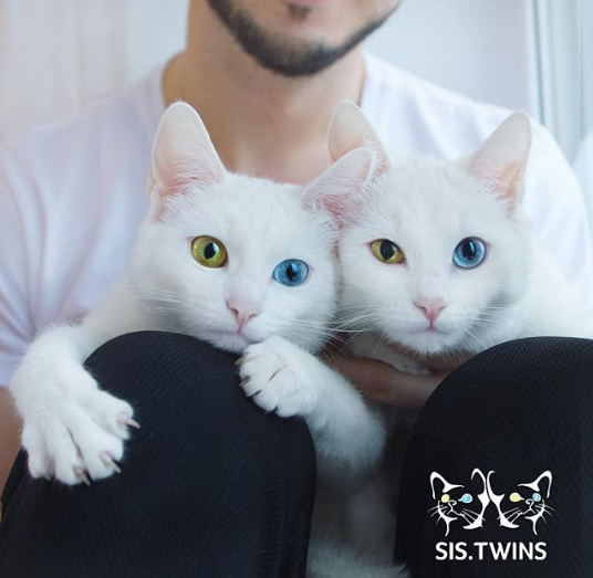 Gặp gỡ cặp mèo sinh đôi mới nổi trên Instagram khiến tim bạn tan chảy chỉ trong một cái nhìn trìu mến - Ảnh 2.