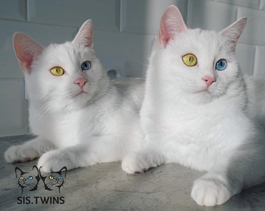 Gặp gỡ cặp mèo sinh đôi mới nổi trên Instagram khiến tim bạn tan ...