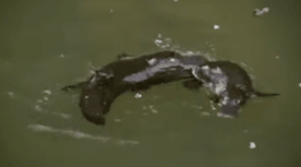 Những loài vật có miệng siêu rộng với khả năng đúng nghĩa là ăn cả thế giới mà không cần nhả ra - Ảnh 1. Những loài vật có miệng siêu rộng với khả năng đúng nghĩa là ăn cả thế giới mà không cần nhả ra - Ảnh 1.