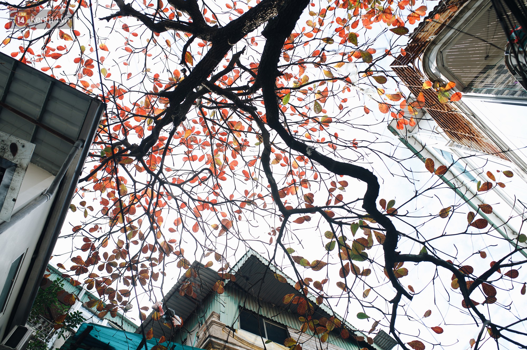 Hà Nội những ngày mùa đông có nắng, không ra đường chính là có lỗi với thời tiết - Ảnh 6. Hà Nội những ngày mùa đông có nắng, không ra đường chính là có lỗi với thời tiết - Ảnh 6.