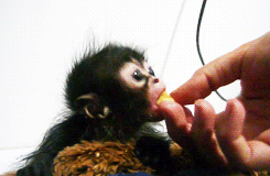 Những loài vật có miệng siêu rộng với khả năng đúng nghĩa là ăn cả thế giới mà không cần nhả ra - Ảnh 6. Những loài vật có miệng siêu rộng với khả năng đúng nghĩa là ăn cả thế giới mà không cần nhả ra - Ảnh 6.