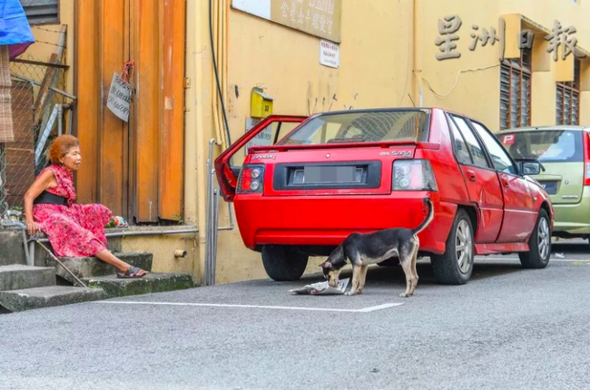 Chuyện ấm lòng: Bà cụ ngày ngày chống gậy đi khắp hang cùng ngõ hẻm để cho chó mèo hoang ăn - Ảnh 2.