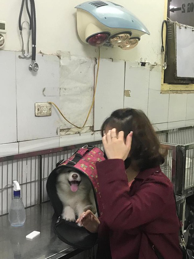 Hà Nội: Đưa chó cưng đi khám, cô gái bị tàu hất văng sang một bên, may mắn thoát chết - Ảnh 2. Hà Nội: Đưa chó cưng đi khám, cô gái bị tàu hất văng sang một bên, may mắn thoát chết - Ảnh 2.