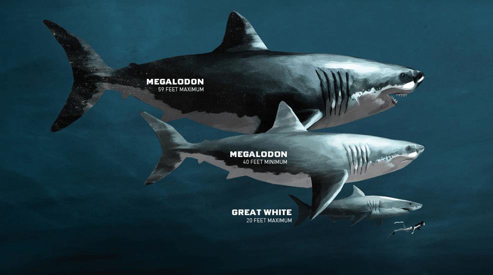 C&aacute; mập, khỉ đột hay khủng long: Qu&aacute;i th&uacute; n&agrave;o xứng đ&aacute;ng ng&ocirc;i vương m&agrave;n ảnh rộng năm vừa qua? - Ảnh 2.