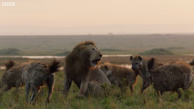 Video: Bị hơn 20 con linh cẩu cắn xé, vua sư tử may mắn thoát chết nhờ có anh em tới hộ giá - Ảnh 2.