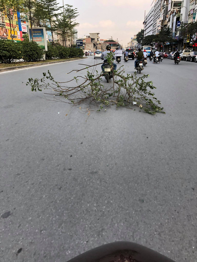 Clip: Thanh niên buộc nguyên cành cây lớn vào xe máy quét dọc đường Trường Chinh - Ảnh 2.