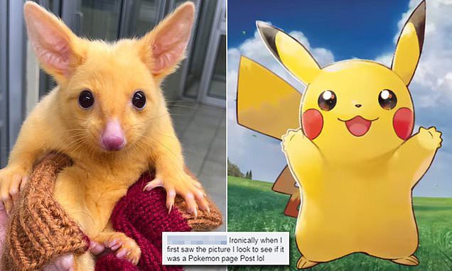 Con chồn possum đột biến suýt trở thành Pikachu đời thực, thiếu mỗi khả năng phóng điện - Ảnh 1.