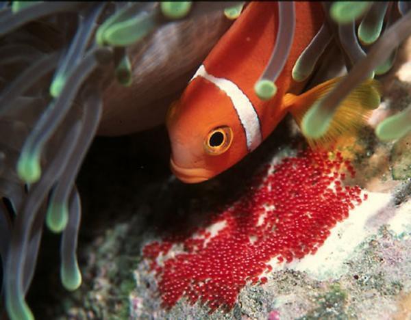 Đã ít lại còn cách xa nhau, các loài hiếm dưới đáy đại dương làm thế nào để duy trì đời sống tình cảm? - Ảnh 4.