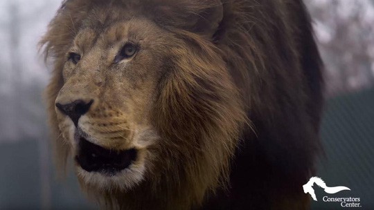 Mỹ: Sư tử sổng chuồng, giết chết thực tập sinh - Ảnh 1.