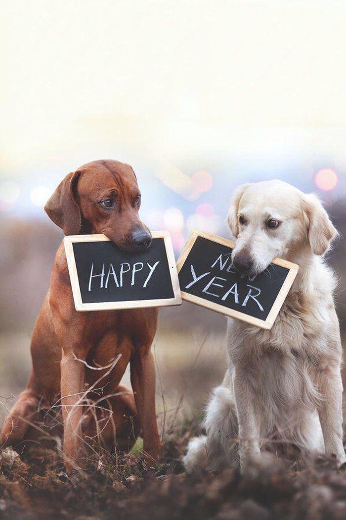 2019 rồi, hãy chào đón năm mới một cách sành điệu bằng các câu chúc Tiếng Anh siêu hay ho này! - Ảnh 4. 2019 rồi, hãy chào đón năm mới một cách sành điệu bằng các câu chúc Tiếng Anh siêu hay ho này! - Ảnh 4.