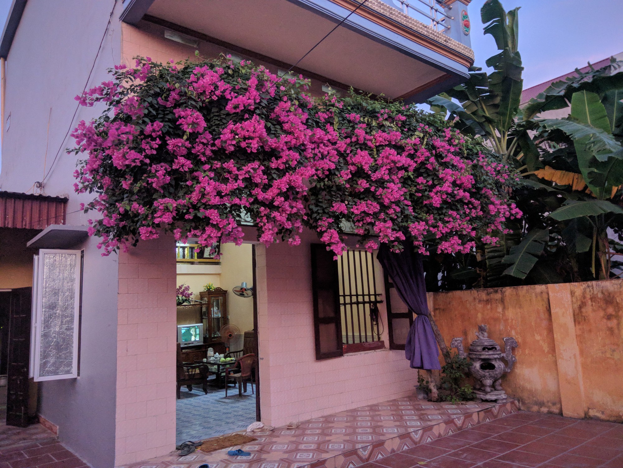 Thanh niên khoe căn nhà xinh có giàn hoa giấy 20 năm tuổi đẹp nức lòng cư dân mạng - Ảnh 1. Thanh niên khoe căn nhà xinh có giàn hoa giấy 20 năm tuổi đẹp nức lòng cư dân mạng - Ảnh 1.