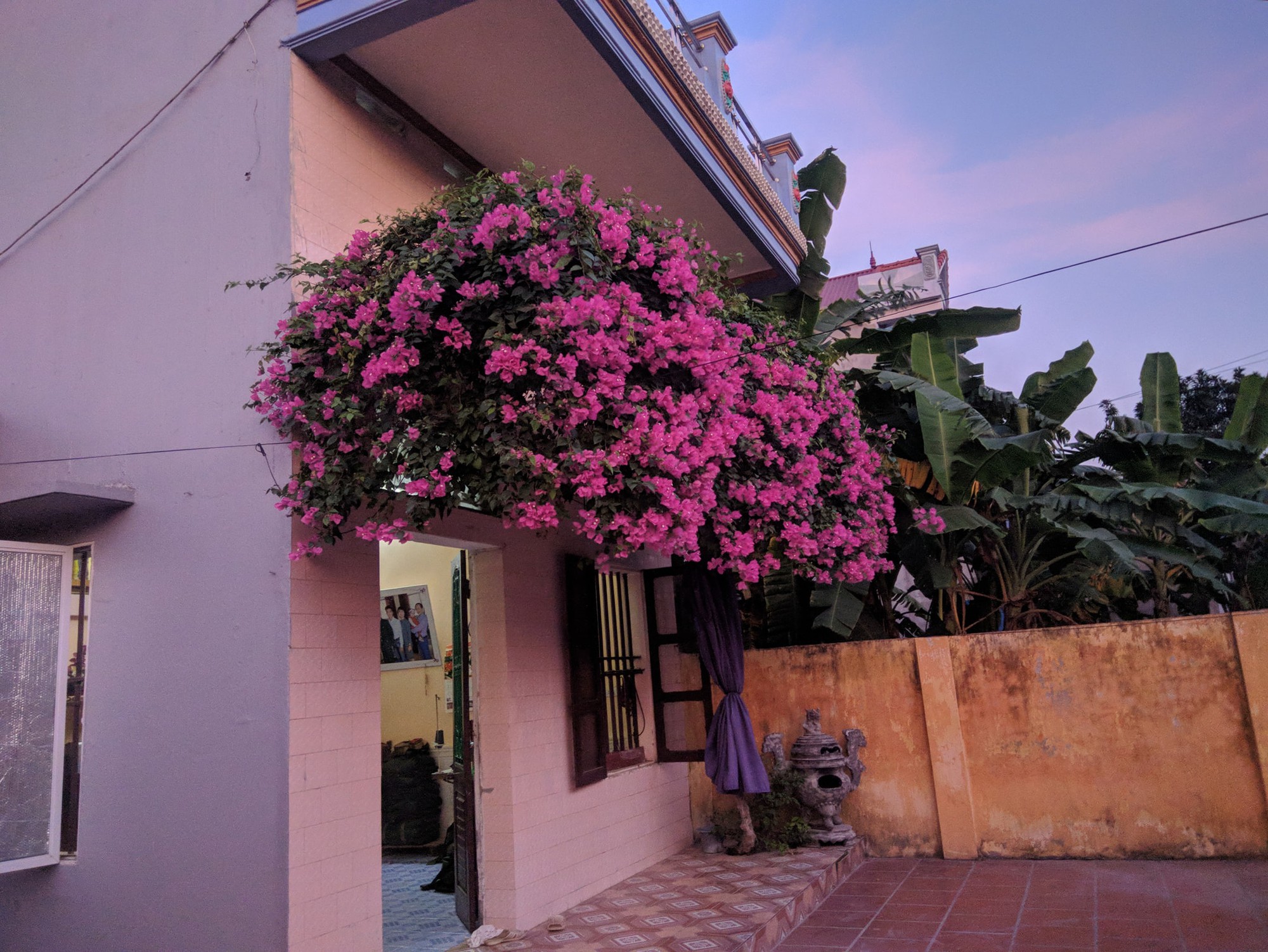 Thanh niên khoe căn nhà xinh có giàn hoa giấy 20 năm tuổi đẹp nức lòng cư dân mạng - Ảnh 2. Thanh niên khoe căn nhà xinh có giàn hoa giấy 20 năm tuổi đẹp nức lòng cư dân mạng - Ảnh 2.