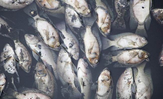 Nguyên nhân cá chết hàng loạt ở Nghệ An là do hồ điều hòa bị ô nhiễm - Ảnh 3.
