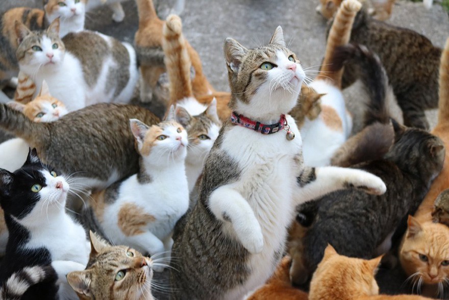 Mèo tai hoa anh đào: Sự kết hợp giữa vẻ đẹp của hoa anh đào và tai mèo xinh xắn trong bức tranh Mèo Tai Hoa Anh Đào đã mang đến một món quà nghệ thuật tuyệt vời cho những ai yêu mèo và hoa anh đào. Hãy cùng thưởng thức nó ngay bây giờ.
