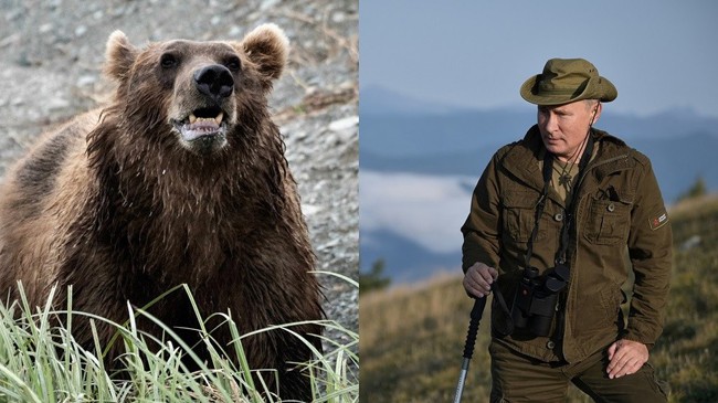 Tổng thống Putin kể chuyện từng đối mặt với gấu hoang - Ảnh 1.