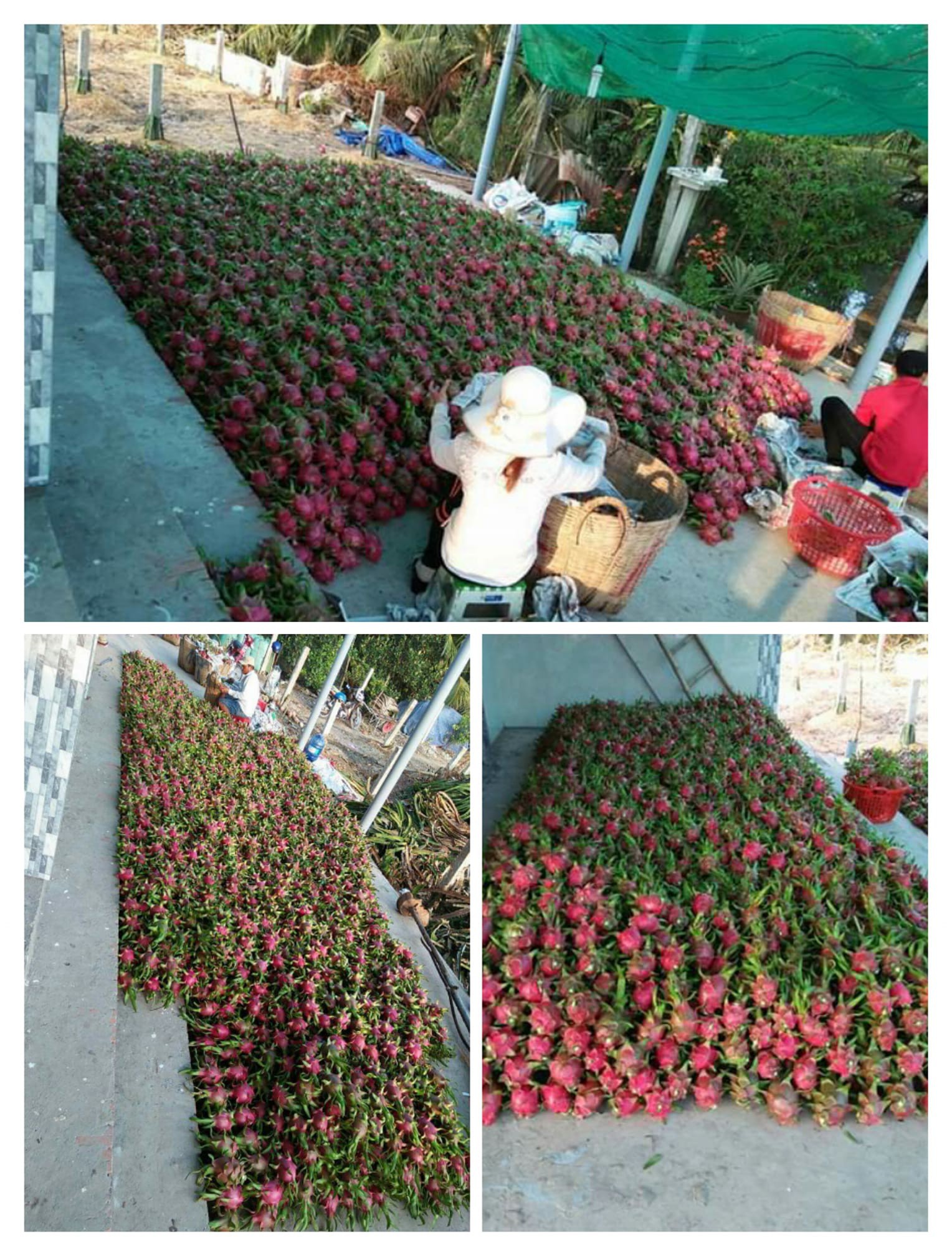 Xôn xao chuyện thanh niên vì chiều người yêu nên đã kỳ công nhặt bằng hết hạt ra khỏi quả thanh long - Ảnh 2. Xôn xao chuyện thanh niên vì chiều người yêu nên đã kỳ công nhặt bằng hết hạt ra khỏi quả thanh long - Ảnh 2.