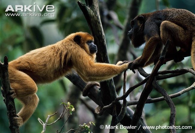 Khỉ đen: Hình ảnh của loài khỉ đen sẽ khiến bạn cảm thấy gần gũi và thân thiết hơn với thiên nhiên. Loài động vật này tuy nhỏ nhưng mang trong mình tình cảm và sự thông minh đáng kinh ngạc. Chiêm ngưỡng những bức ảnh đầy mẫu tự và hấp dẫn về khỉ đen tại đây!