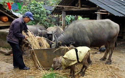 Người dân vùng cao nguyên núi đá chủ động tránh rét cho trâu bò - Ảnh 1.