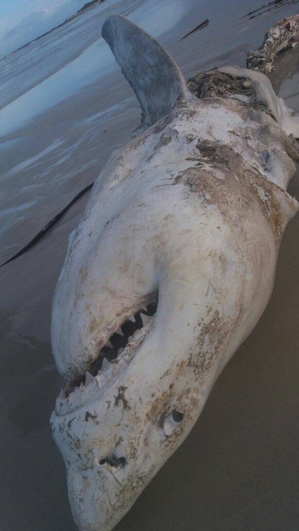 Xác cá mập trắng khổng lồ bị moi gan, móc tim - bí ẩn chưa có lời giải của năm 2017 - Ảnh 5.