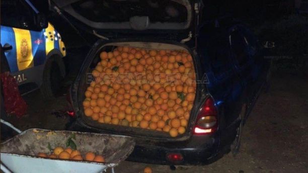 Phát hiện chiếc xe khả nghi, cảnh sát mở kiểm tra thì thấy hơn 4 tấn cam ăn trộm - Ảnh 2.