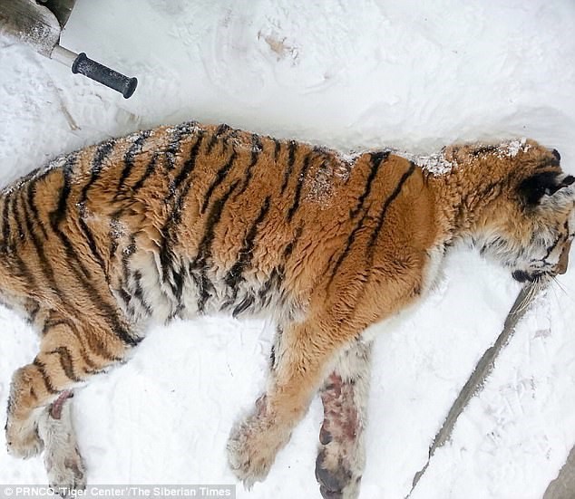 Con hổ Siberia kiệt sức, gục ngã trước cửa nhà dân để cầu cứu - Ảnh 1.