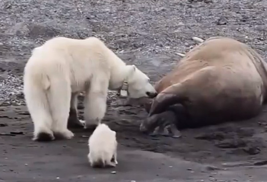 Thiếu sữa cho con, gấu Bắc Cực mẹ liều lĩnh áp sát kẻ thù to lớn bất chấp nguy hiểm cận kề - Ảnh 1.