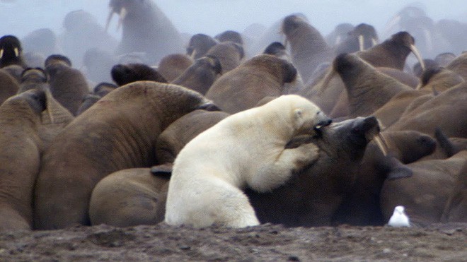 Thiếu sữa cho con, gấu Bắc Cực mẹ liều lĩnh áp sát kẻ thù to lớn bất chấp nguy hiểm cận kề - Ảnh 3.