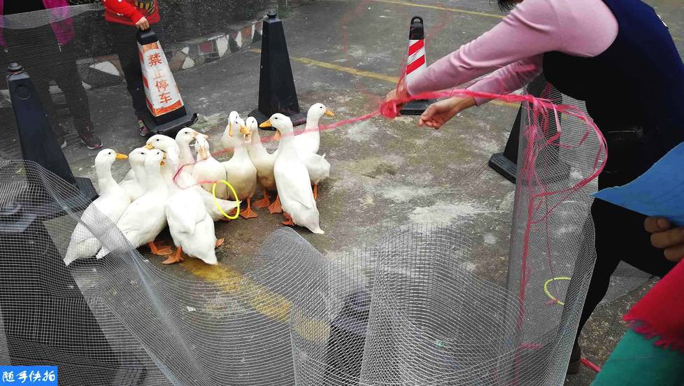 Những trò khó đỡ trong tiệc tất niên ở Trung Quốc: Thi ăn chanh chua, bắt vịt mang về, sếp vung tay ném tiền - Ảnh 2. Những trò khó đỡ trong tiệc tất niên ở Trung Quốc: Thi ăn chanh chua, bắt vịt mang về, sếp vung tay ném tiền - Ảnh 2.