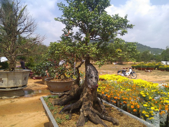 Chiêm ngưỡng cây khế hình chó, dừa 15 ngọn giá nửa tỉ ở Phú Quốc - Ảnh 3.