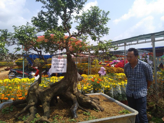 Chiêm ngưỡng cây khế hình chó, dừa 15 ngọn giá nửa tỉ ở Phú Quốc - Ảnh 5.