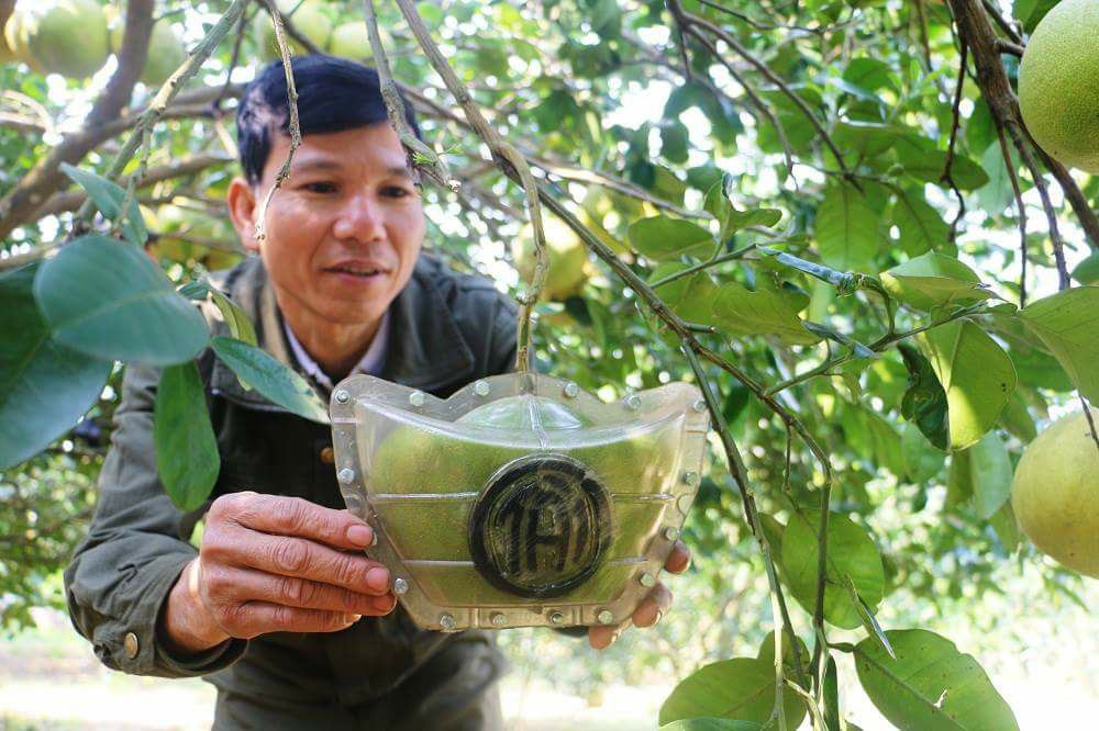 Bưởi Tết Tài – Lộc bán nửa triệu đồng một quả ở Nghệ An vẫn cháy hàng - Ảnh 1. Bưởi Tết Tài – Lộc bán nửa triệu đồng một quả ở Nghệ An vẫn cháy hàng - Ảnh 1.