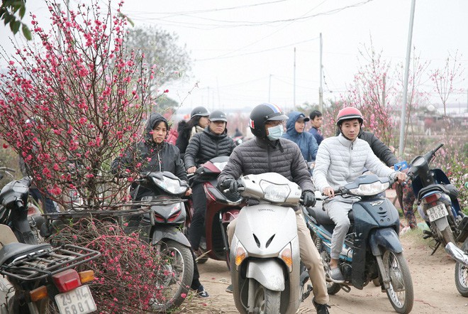 Sát Tết, Nhật Tân tắc nghẽn vì dòng người đổ xô ra tận ruộng mua đào chơi Tết - Ảnh 12.